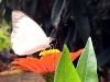 carnaval2011_cipo_pedrostabile_12